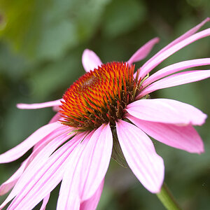 Blumen Makro 6