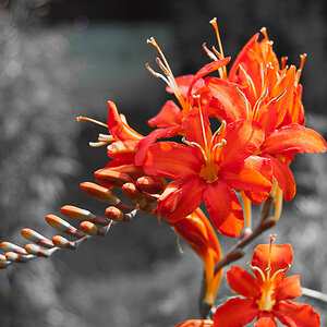 Blumen Makro 8
