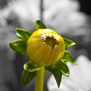Blumen Makro 9
