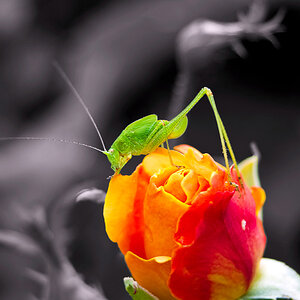 Blumen Makro 11