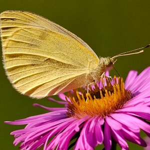 Schmetterling 2