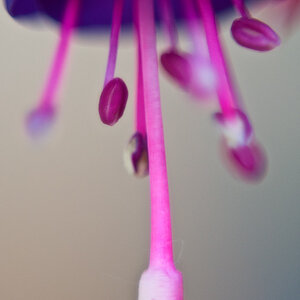 Blumen Makro 12