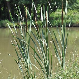 Weiher 12