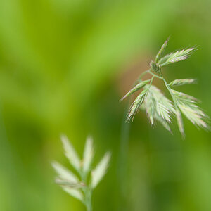 Blumen Makro 15