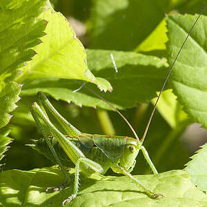 2010 06 24 Grashüpfer 01 01