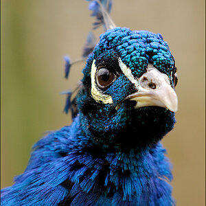 Pfau D2X 7144 1a
