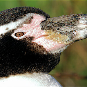 Pinguin D2X 6233 1a