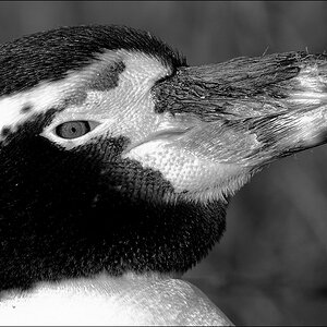 Pinguin D2X 6233 1a sw