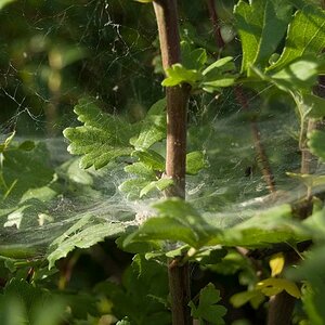Spinne