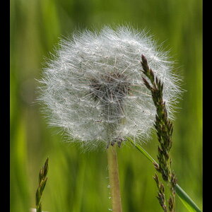 Pusteblume