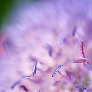 "Violett"