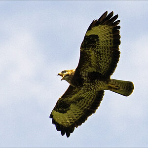 bussard