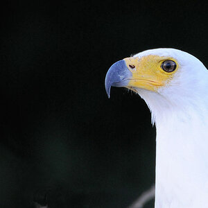 Afrikanischer Schreiseeadler
s403 Seeadler 1393
