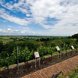 ASV   Weingut Kern less Tee 12 06 2010 001