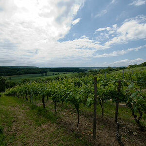 ASV   Weingut Kern less Tee 12 06 2010 011