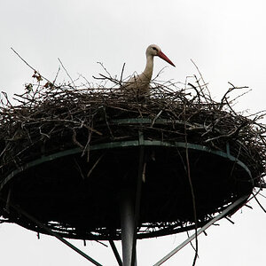 Storch Pfortz 30 05 2010 15 bearbeitet 1