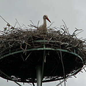 Storch Pfortz 30 05 2010 13 bearbeitet 1
