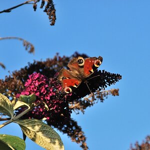 Schmetterling