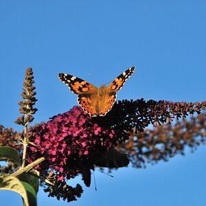 Schmetterling