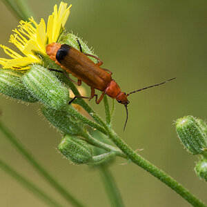 2010-07-11 Weichkäfer (Rhagonycha fulva) 38-01
