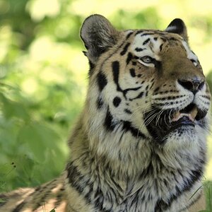 tiger