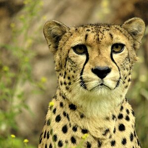 Gepard