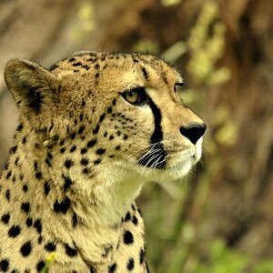 Gepard