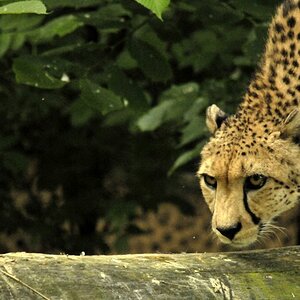 Gepard