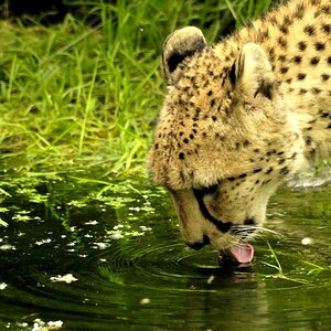 Gepard beim Trinken