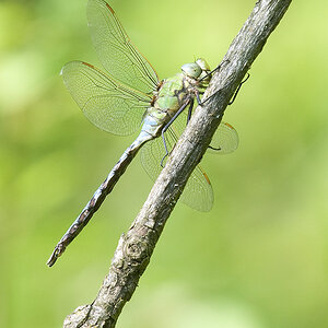 2010 06 25 Königslibelle (Anax imperator)