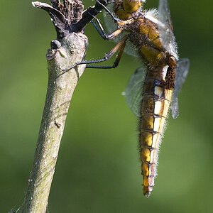 2010 06 25 Plattbauch-Libelle (Libellula depressa)