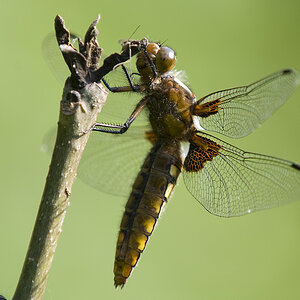 2010 06 25 Plattbauch-Libelle (Libellula depressa)