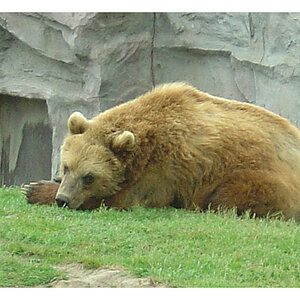 Bär
Sony DSC P12