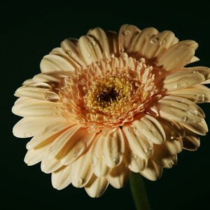 gerbera 01