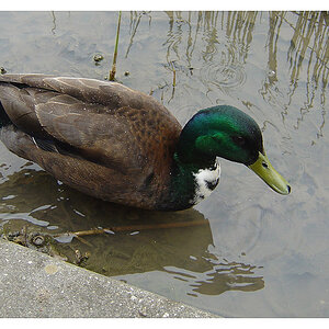 Ente
Sony DSC P12