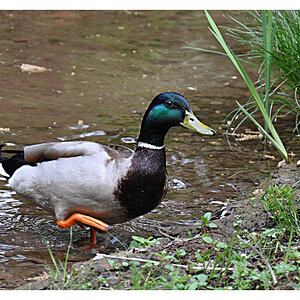 Ente
Nikon D90 mit 18-105 VR