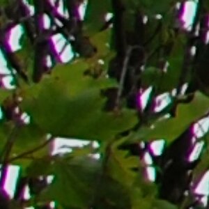 35crop