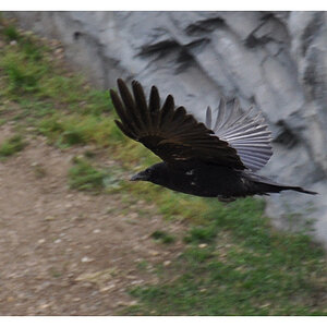 Kraehe im Flug
Nikon D90 mit 18-105 VR