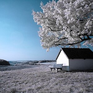 Mountain Ridge Oak 1