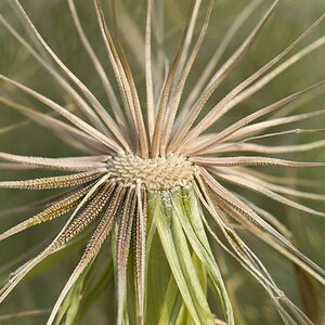 Großer Bocksbart nach dem Windhauch
(Tragopogon dubius)