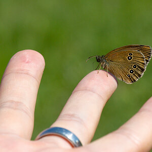 Schmetterling (auf Hand)