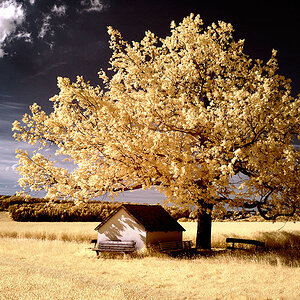 Mountain Ridge Oak 3