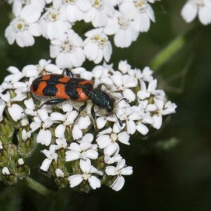 Buntkäfer (Trichodes alvearius)