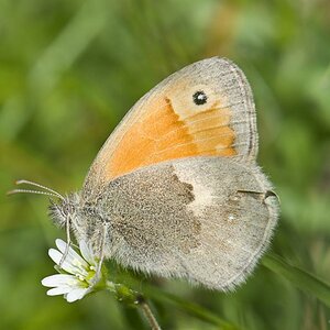Kleiner Heufalter  (Coenonympha pamphilus)