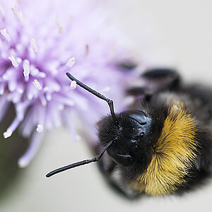 2010 06 13 Hummel 01 01