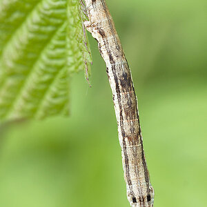 2010 06 13 Raupe 01 01