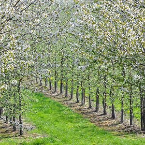 Apfelblüte im altem Land
