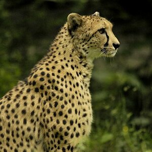 Gepard in voller Pracht