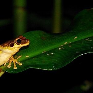 frosch