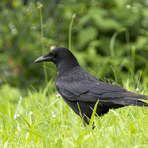 2010 06 13 Rabe 01 01